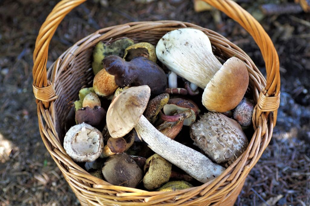 basket of mushrooms 4439653 1920